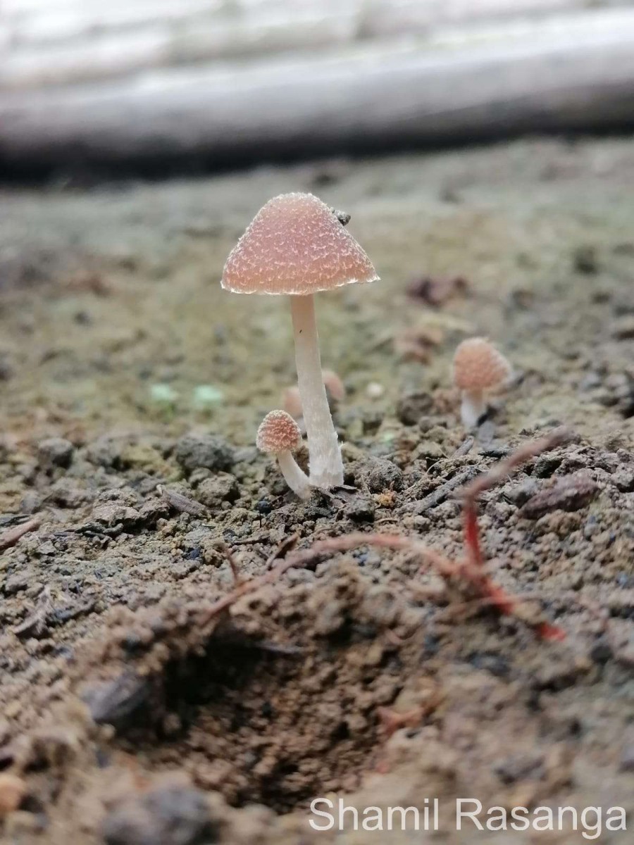 Psathyrella sp1